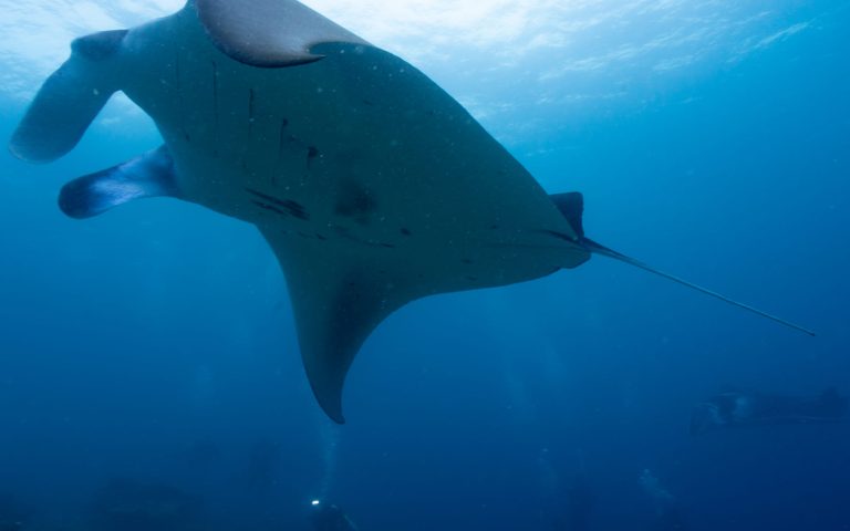 Scuba Diving